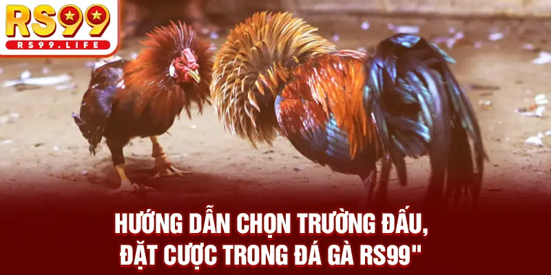 Hướng dẫn chọn trường đấu, đặt cược trong đá gà RS99
